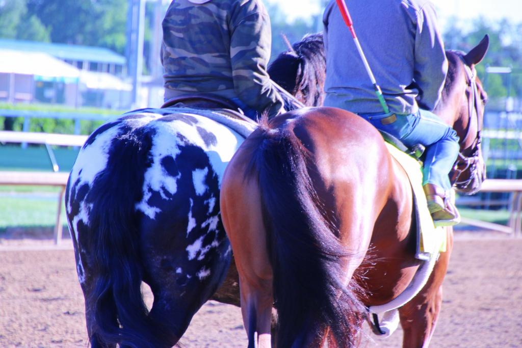 Harley, from behind, wth Irap. (Julie June Stewart photo)